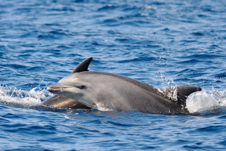 a dolphin swimming in a body of water